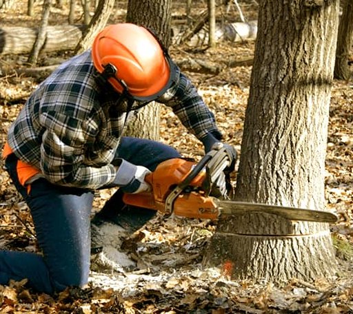 Tree Removal in Harts, WV